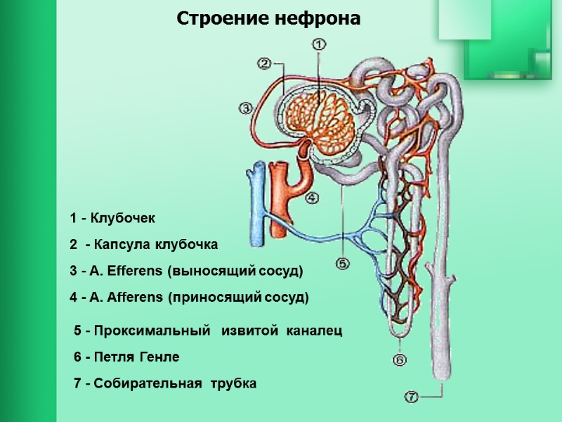 Строение нефрона 1 - Клубочек  2  - Капсула клубочка  3 -